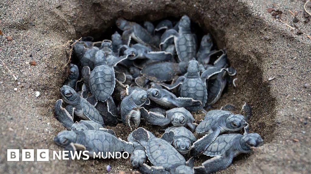 6 noticias positivas sobre el medio ambiente y la naturaleza que transformarán 2025