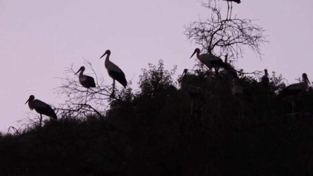 Ardiendo el Bosque de los Monjes: El ecocidio de Israel en el sur del Líbano