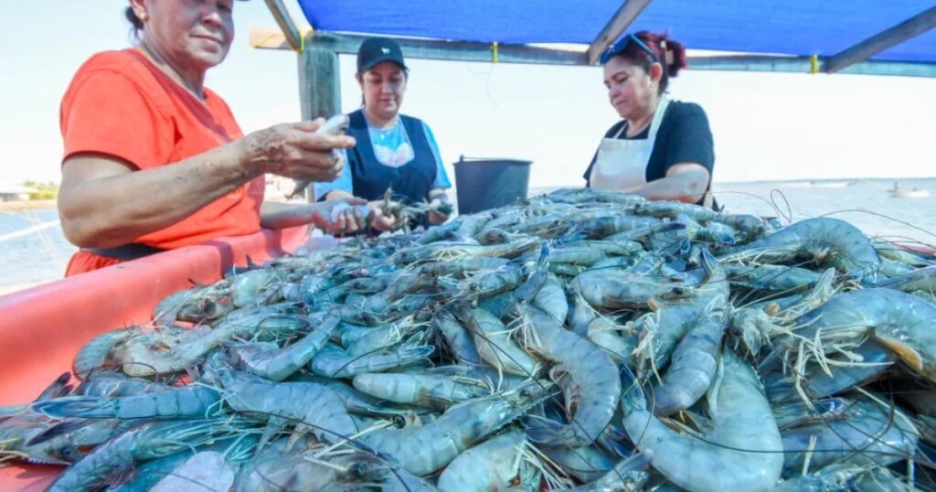 Inicia la temporada de camarones con buenas capturas y optimismo por precios más altos