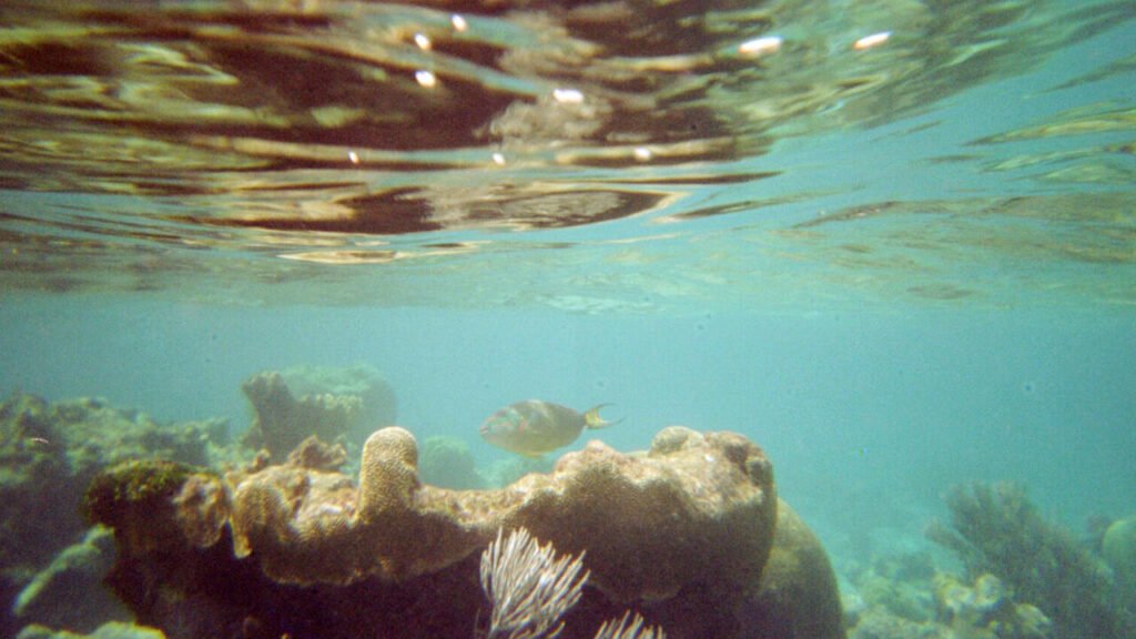 La alarmante disminución de los arrecifes de coral en el Caribe: un 50% menos desde 1980