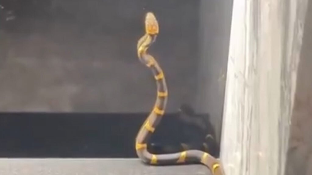 Miedo en el hogar del entrenador de Sergio Ramos y Canales por la presencia de una serpiente: "¡Miren qué larga es!"