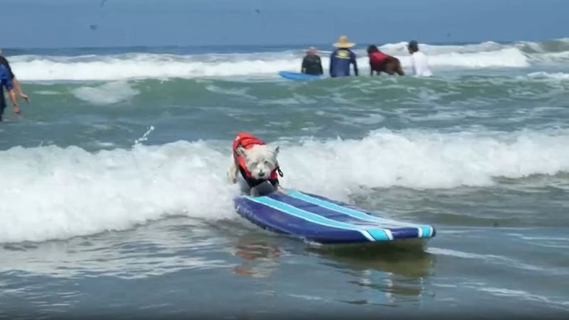 Perros surferos se entrenan en las costas de California