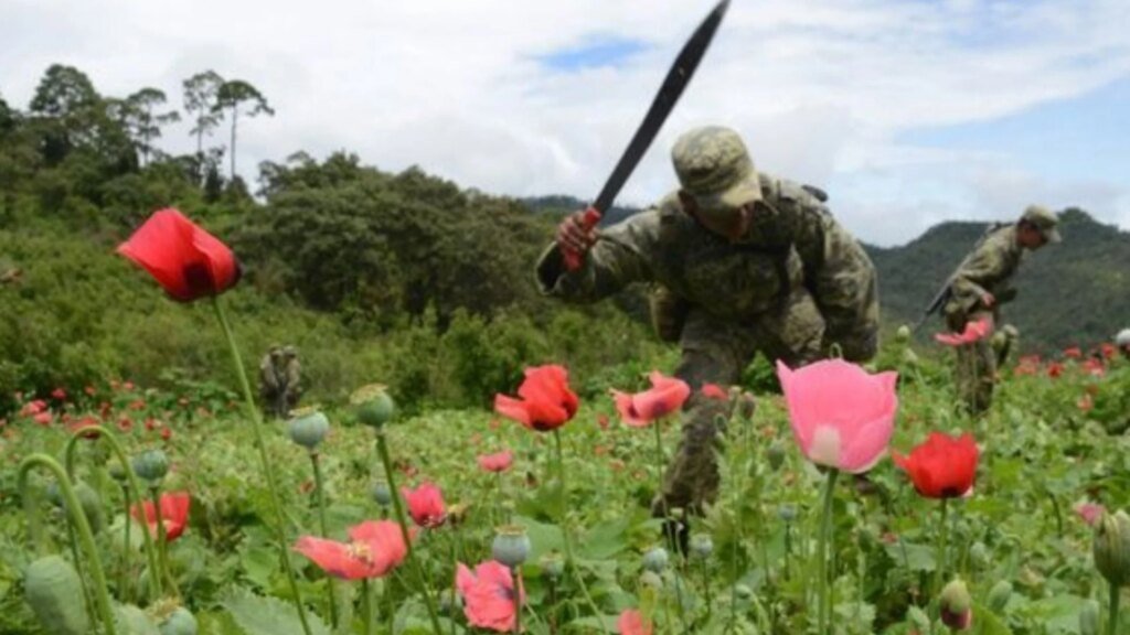 Sinaloa se convierte en el foco de atención por la producción de opioides